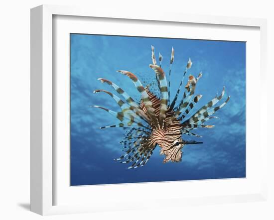 Lionfish Displays Its Poisonous Spines, Fiji-Stocktrek Images-Framed Photographic Print