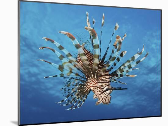 Lionfish Displays Its Poisonous Spines, Fiji-Stocktrek Images-Mounted Photographic Print