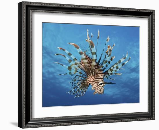 Lionfish Displays Its Poisonous Spines, Fiji-Stocktrek Images-Framed Photographic Print