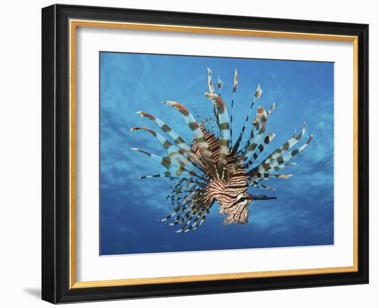 Lionfish Displays Its Poisonous Spines, Fiji-Stocktrek Images-Framed Photographic Print