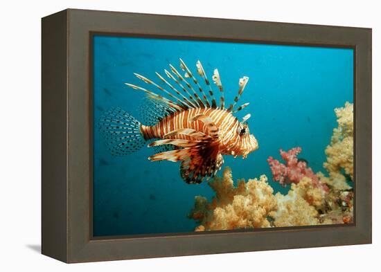 Lionfish or Turkeyfish (Pterois Volitans), Indian Ocean, Andaman Sea.-Reinhard Dirscherl-Framed Premier Image Canvas