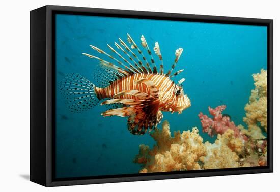 Lionfish or Turkeyfish (Pterois Volitans), Indian Ocean, Andaman Sea.-Reinhard Dirscherl-Framed Premier Image Canvas