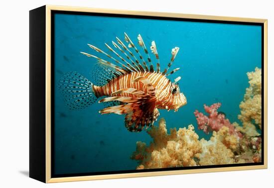 Lionfish or Turkeyfish (Pterois Volitans), Indian Ocean, Andaman Sea.-Reinhard Dirscherl-Framed Premier Image Canvas