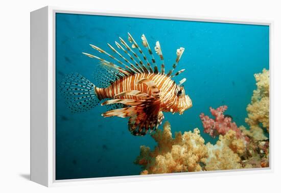 Lionfish or Turkeyfish (Pterois Volitans), Indian Ocean, Andaman Sea.-Reinhard Dirscherl-Framed Premier Image Canvas