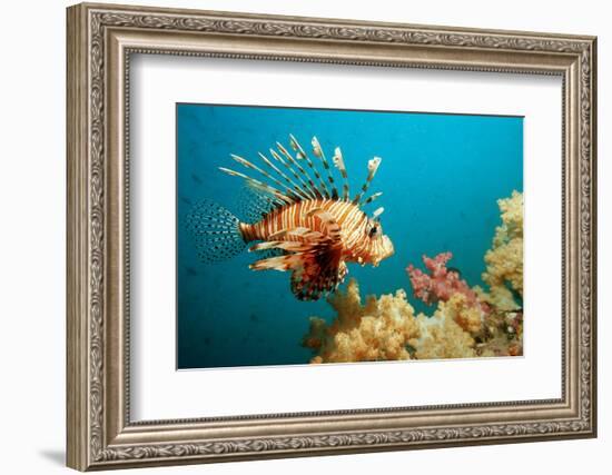 Lionfish or Turkeyfish (Pterois Volitans), Indian Ocean, Andaman Sea.-Reinhard Dirscherl-Framed Photographic Print