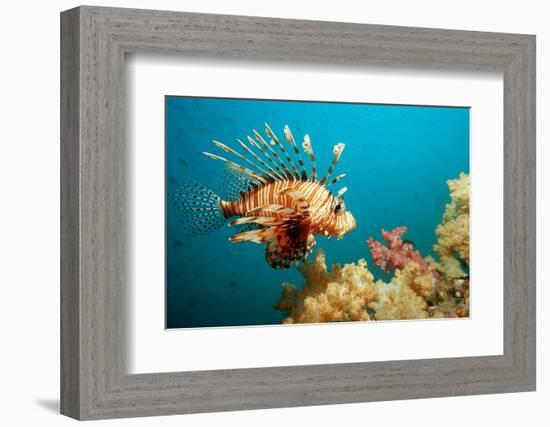 Lionfish or Turkeyfish (Pterois Volitans), Indian Ocean, Andaman Sea.-Reinhard Dirscherl-Framed Photographic Print