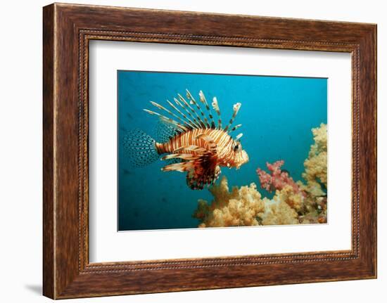 Lionfish or Turkeyfish (Pterois Volitans), Indian Ocean, Andaman Sea.-Reinhard Dirscherl-Framed Photographic Print