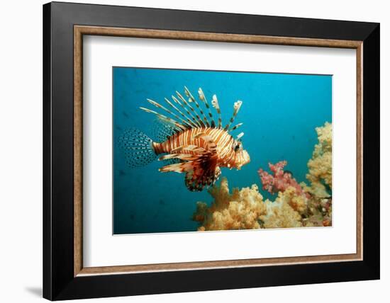 Lionfish or Turkeyfish (Pterois Volitans), Indian Ocean, Andaman Sea.-Reinhard Dirscherl-Framed Photographic Print