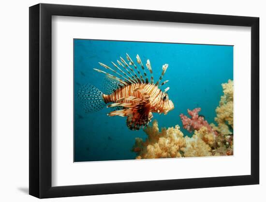 Lionfish or Turkeyfish (Pterois Volitans), Indian Ocean, Andaman Sea.-Reinhard Dirscherl-Framed Photographic Print