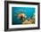 Lionfish or Turkeyfish (Pterois Volitans), Indian Ocean, Andaman Sea.-Reinhard Dirscherl-Framed Photographic Print