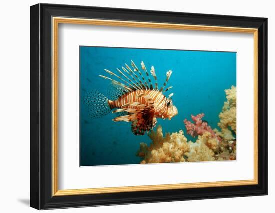 Lionfish or Turkeyfish (Pterois Volitans), Indian Ocean, Andaman Sea.-Reinhard Dirscherl-Framed Photographic Print