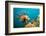 Lionfish or Turkeyfish (Pterois Volitans), Indian Ocean, Andaman Sea.-Reinhard Dirscherl-Framed Photographic Print