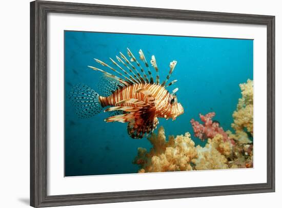 Lionfish or Turkeyfish (Pterois Volitans), Indian Ocean, Andaman Sea.-Reinhard Dirscherl-Framed Photographic Print