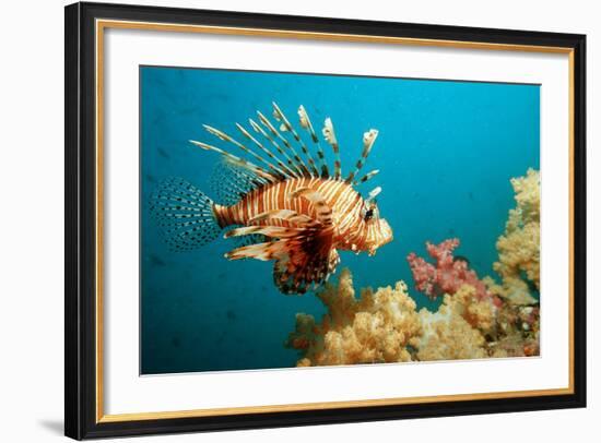 Lionfish or Turkeyfish (Pterois Volitans), Indian Ocean, Andaman Sea.-Reinhard Dirscherl-Framed Photographic Print