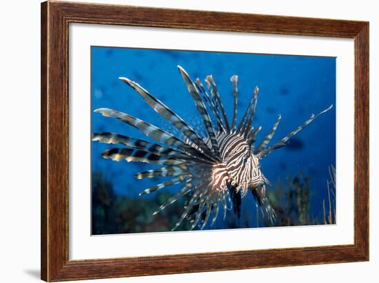 Lionfish or Turkeyfish (Pterois Volitans), Indian Ocean.-Reinhard Dirscherl-Framed Photographic Print