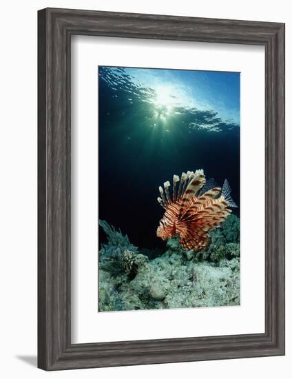 Lionfish or Turkeyfish (Pterois Volitans), Indonesia.-Reinhard Dirscherl-Framed Photographic Print