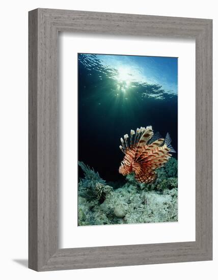 Lionfish or Turkeyfish (Pterois Volitans), Indonesia.-Reinhard Dirscherl-Framed Photographic Print