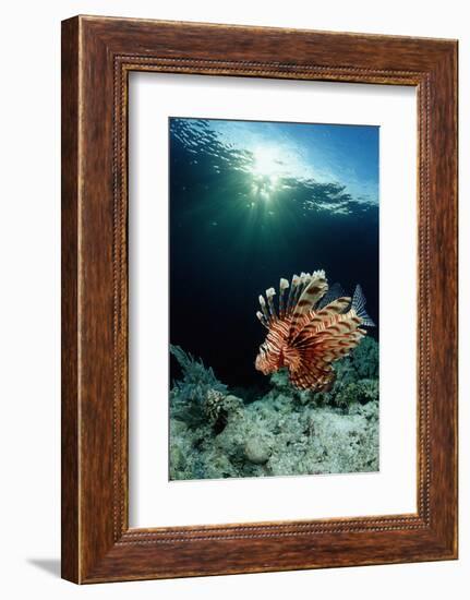 Lionfish or Turkeyfish (Pterois Volitans), Indonesia.-Reinhard Dirscherl-Framed Photographic Print