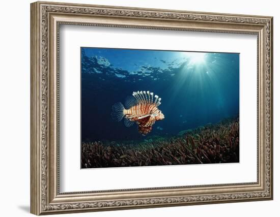 Lionfish or Turkeyfish (Pterois Volitans), Indonesia.-Reinhard Dirscherl-Framed Photographic Print