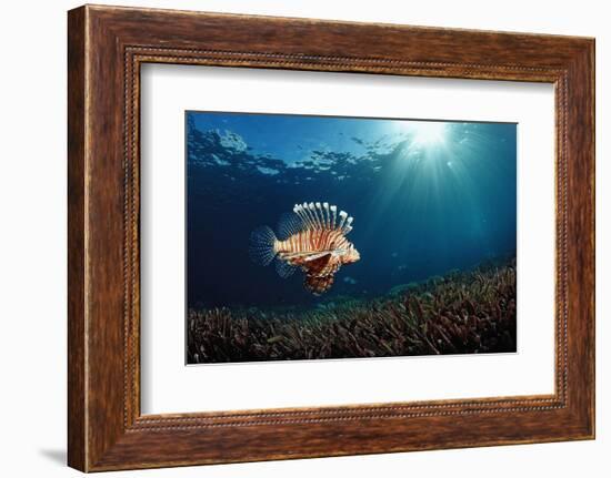 Lionfish or Turkeyfish (Pterois Volitans), Indonesia.-Reinhard Dirscherl-Framed Photographic Print