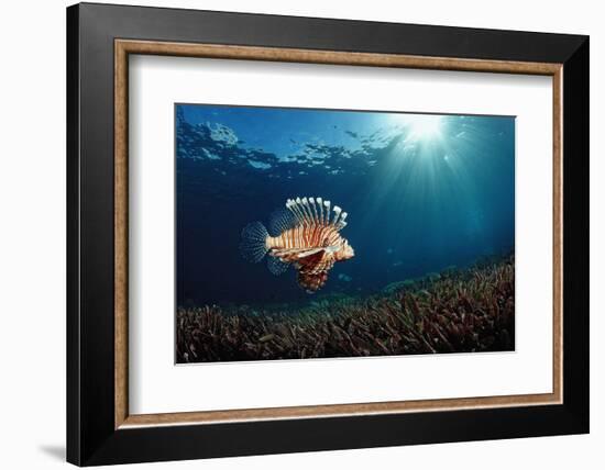 Lionfish or Turkeyfish (Pterois Volitans), Indonesia.-Reinhard Dirscherl-Framed Photographic Print