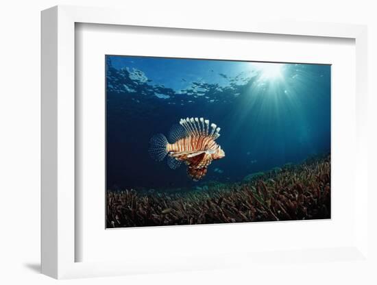 Lionfish or Turkeyfish (Pterois Volitans), Indonesia.-Reinhard Dirscherl-Framed Photographic Print