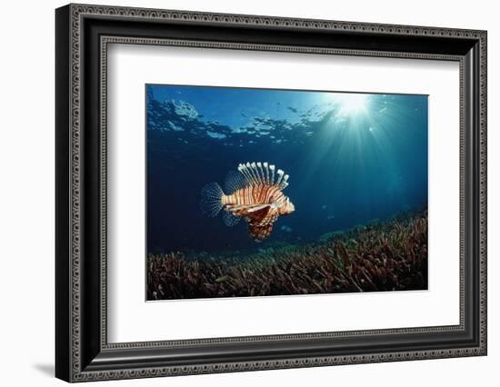 Lionfish or Turkeyfish (Pterois Volitans), Indonesia.-Reinhard Dirscherl-Framed Photographic Print