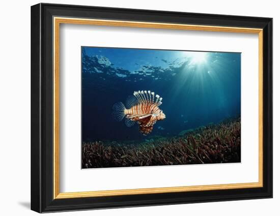 Lionfish or Turkeyfish (Pterois Volitans), Indonesia.-Reinhard Dirscherl-Framed Photographic Print