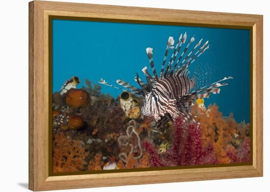 Lionfish (Pterois Volitans), Raja Ampat, West Papua, Indonesia-Reinhard Dirscherl-Framed Premier Image Canvas