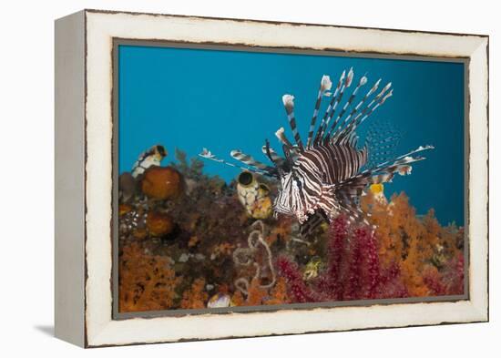 Lionfish (Pterois Volitans), Raja Ampat, West Papua, Indonesia-Reinhard Dirscherl-Framed Premier Image Canvas