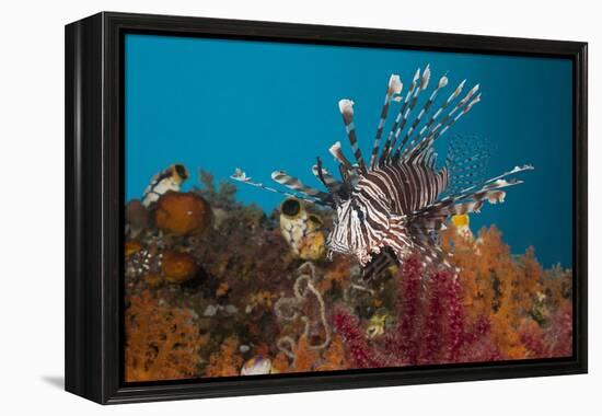 Lionfish (Pterois Volitans), Raja Ampat, West Papua, Indonesia-Reinhard Dirscherl-Framed Premier Image Canvas