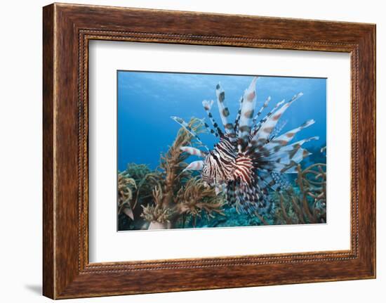 Lionfish (Pterois Volitans), Raja Ampat, West Papua, Indonesia-Reinhard Dirscherl-Framed Photographic Print