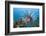 Lionfish (Pterois Volitans), Raja Ampat, West Papua, Indonesia-Reinhard Dirscherl-Framed Photographic Print