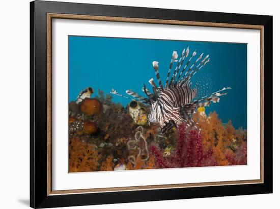 Lionfish (Pterois Volitans), Raja Ampat, West Papua, Indonesia-Reinhard Dirscherl-Framed Photographic Print