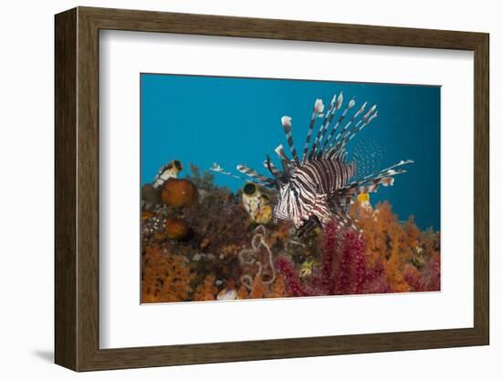 Lionfish (Pterois Volitans), Raja Ampat, West Papua, Indonesia-Reinhard Dirscherl-Framed Photographic Print