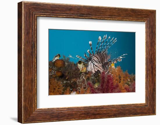 Lionfish (Pterois Volitans), Raja Ampat, West Papua, Indonesia-Reinhard Dirscherl-Framed Photographic Print