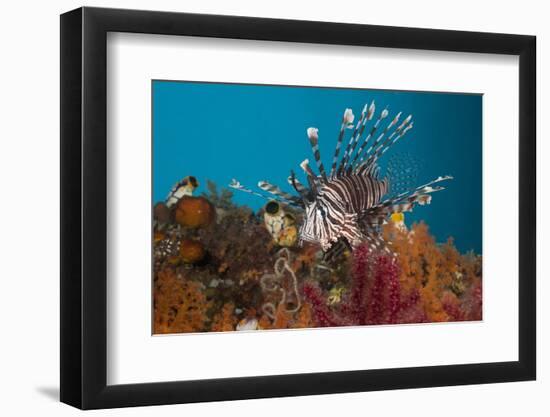 Lionfish (Pterois Volitans), Raja Ampat, West Papua, Indonesia-Reinhard Dirscherl-Framed Photographic Print