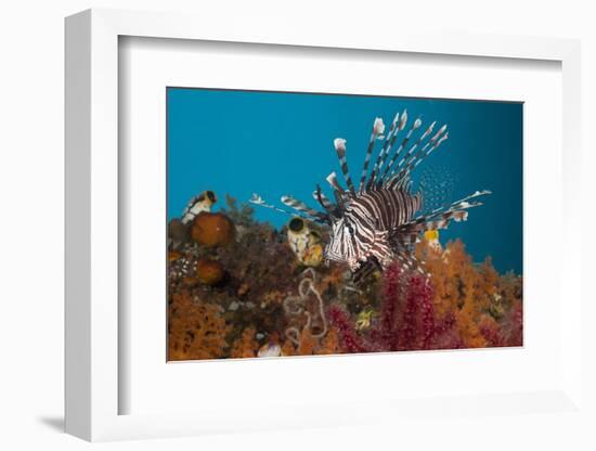 Lionfish (Pterois Volitans), Raja Ampat, West Papua, Indonesia-Reinhard Dirscherl-Framed Photographic Print