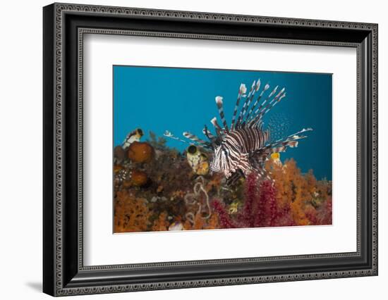 Lionfish (Pterois Volitans), Raja Ampat, West Papua, Indonesia-Reinhard Dirscherl-Framed Photographic Print