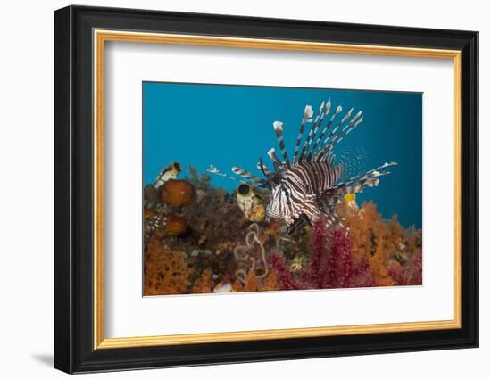 Lionfish (Pterois Volitans), Raja Ampat, West Papua, Indonesia-Reinhard Dirscherl-Framed Photographic Print