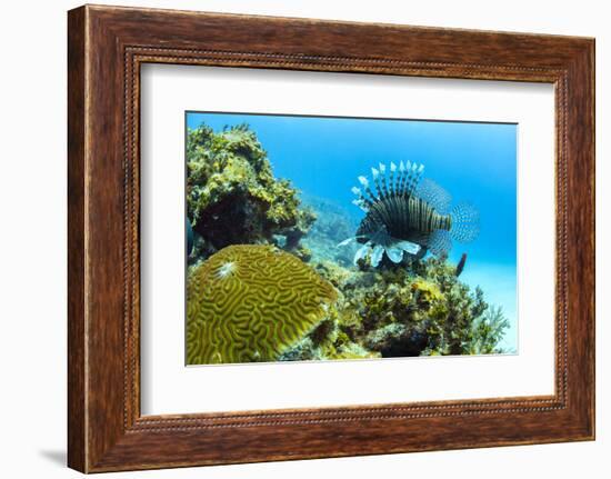 Lionfish swims along the edge of a coral reef, Cuba.-James White-Framed Photographic Print