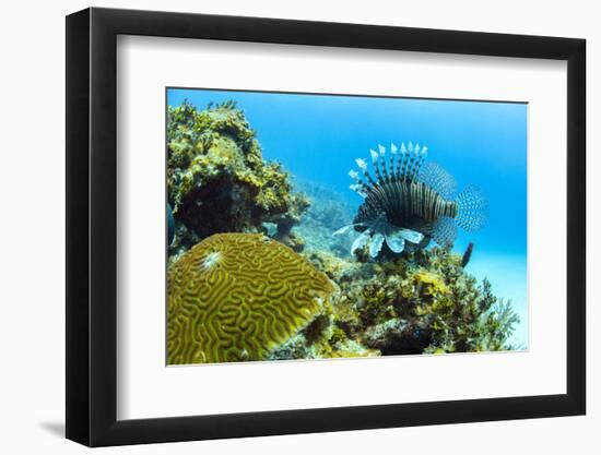 Lionfish swims along the edge of a coral reef, Cuba.-James White-Framed Photographic Print