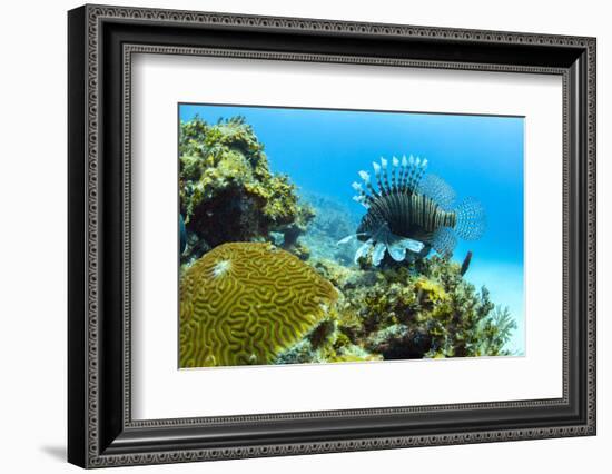 Lionfish swims along the edge of a coral reef, Cuba.-James White-Framed Photographic Print