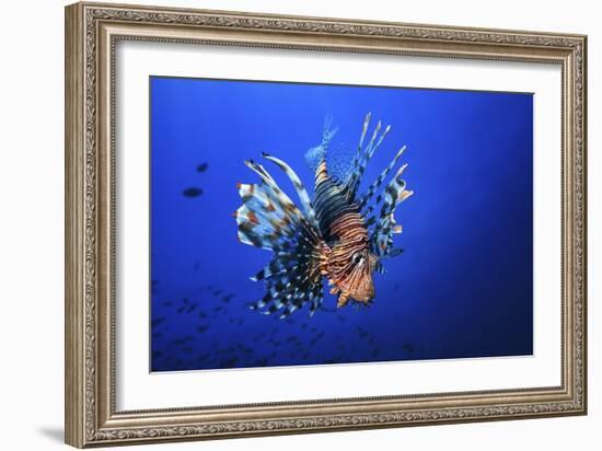 Lionfish-Barathieu Gabriel-Framed Giclee Print