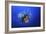 Lionfish-Barathieu Gabriel-Framed Giclee Print