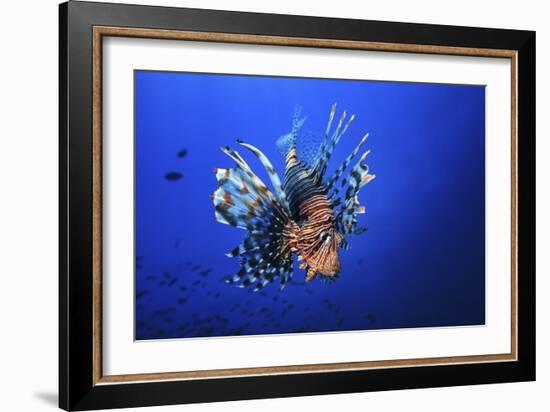 Lionfish-Barathieu Gabriel-Framed Giclee Print