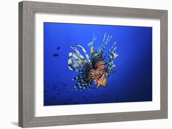 Lionfish-Barathieu Gabriel-Framed Giclee Print