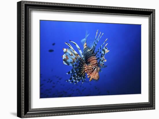 Lionfish-Barathieu Gabriel-Framed Giclee Print