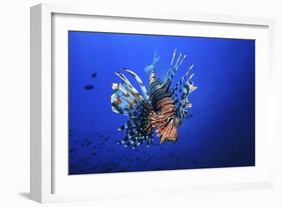 Lionfish-Barathieu Gabriel-Framed Giclee Print