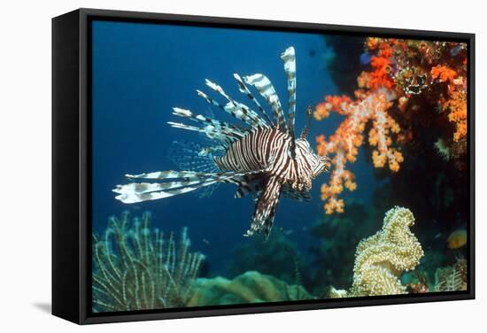 Lionfish-Georgette Douwma-Framed Premier Image Canvas